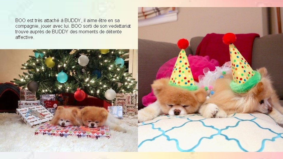 BOO est très attaché à BUDDY, il aime être en sa compagnie, jouer avec