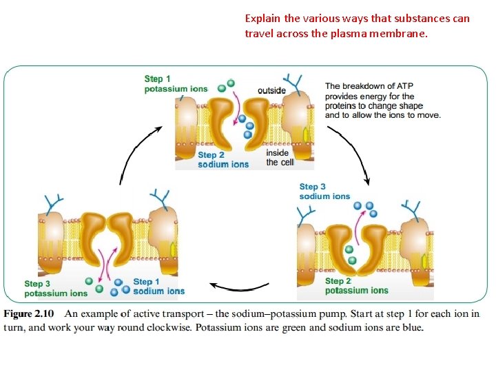 Explain the various ways that substances can travel across the plasma membrane. 