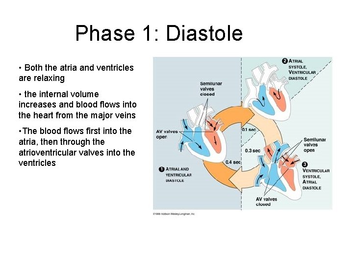 Phase 1: Diastole • Both the atria and ventricles are relaxing • the internal