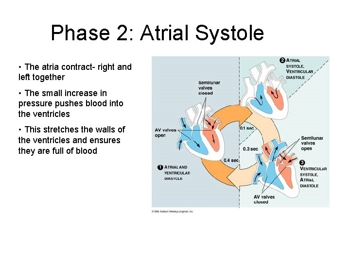 Phase 2: Atrial Systole • The atria contract- right and left together • The