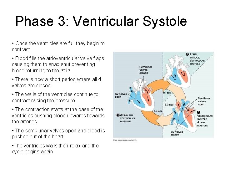 Phase 3: Ventricular Systole • Once the ventricles are full they begin to contract