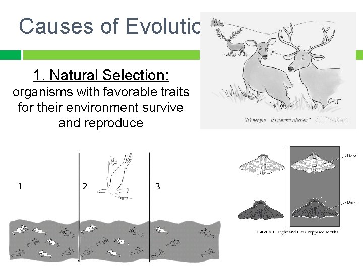 Causes of Evolution 1. Natural Selection: organisms with favorable traits for their environment survive