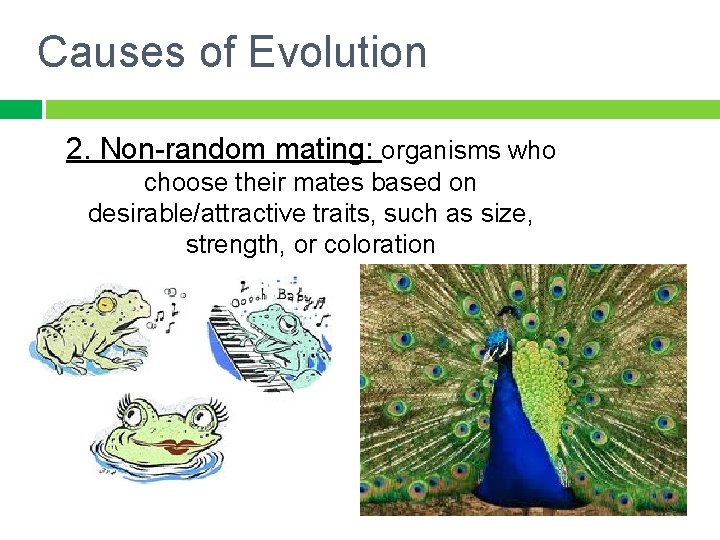Causes of Evolution 2. Non-random mating: organisms who choose their mates based on desirable/attractive