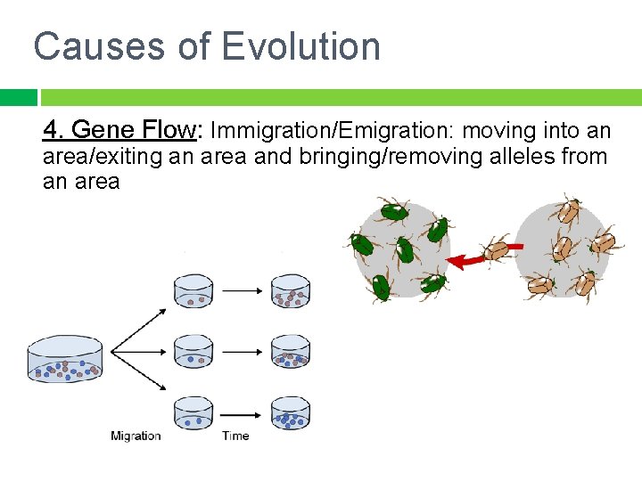 Causes of Evolution 4. Gene Flow: Immigration/Emigration: moving into an area/exiting an area and