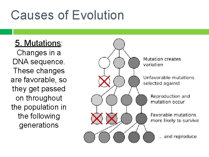 Causes of Evolution 5. Mutations: Changes in a DNA sequence. These changes are favorable,