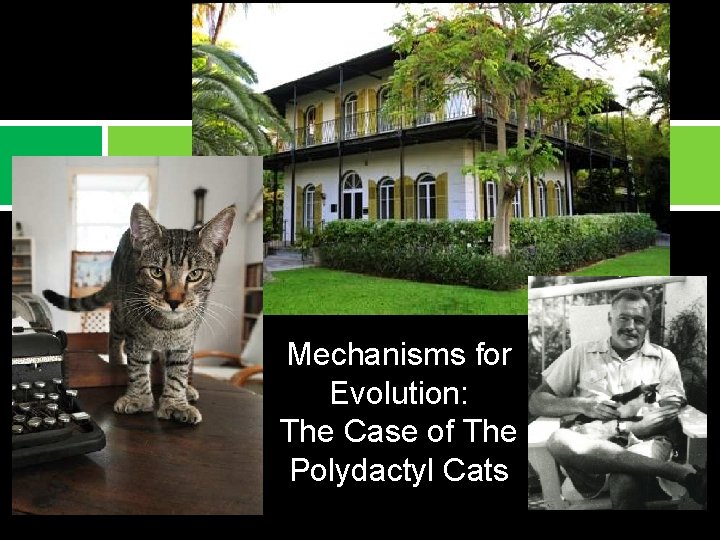 Mechanisms for Evolution: The Case of The Polydactyl Cats 