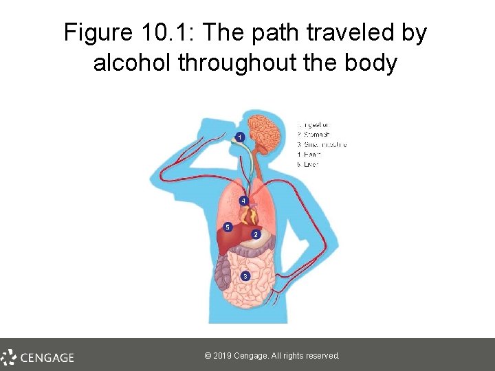 Figure 10. 1: The path traveled by alcohol throughout the body © 2019 Cengage.