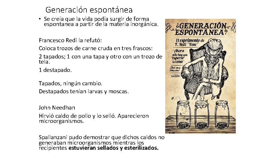 Generación espontánea • Se creía que la vida podía surgir de forma espontanea a