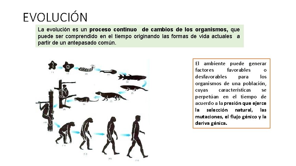 EVOLUCIÓN La evolución es un proceso continuo de cambios de los organismos, que puede