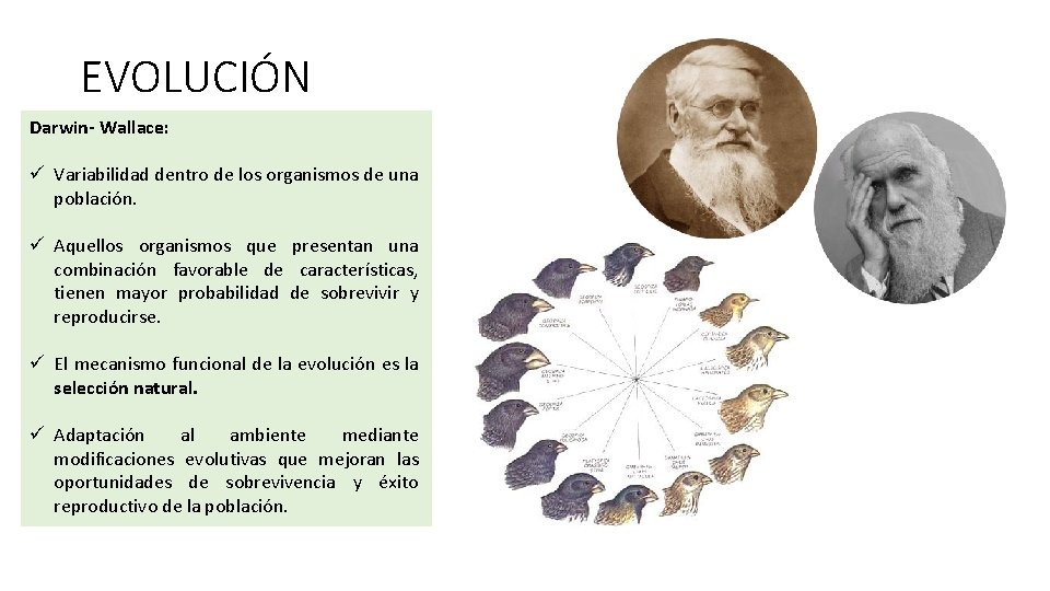 EVOLUCIÓN Darwin- Wallace: ü Variabilidad dentro de los organismos de una población. ü Aquellos