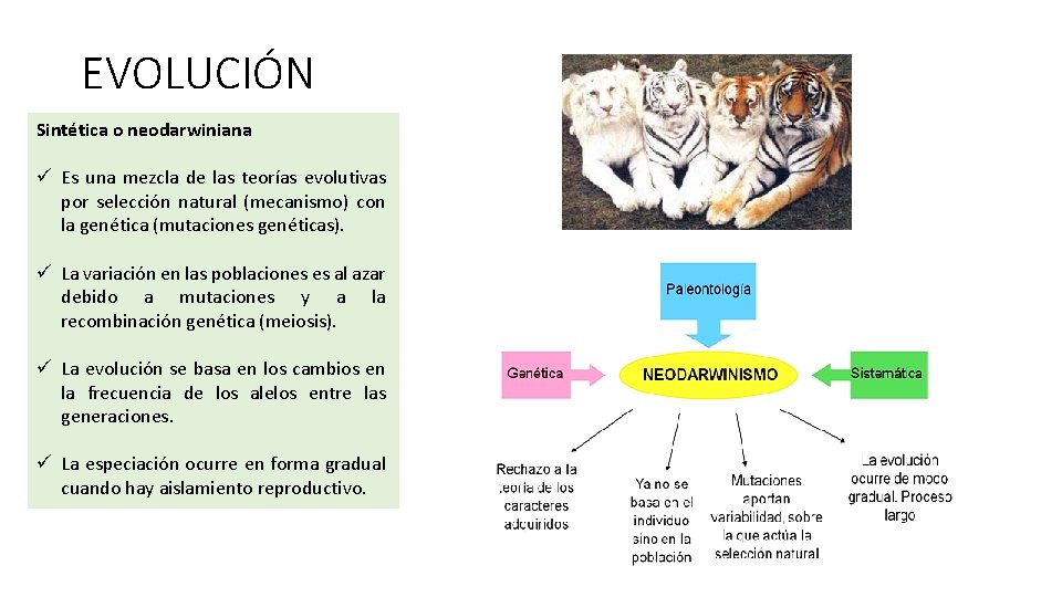 EVOLUCIÓN Sintética o neodarwiniana ü Es una mezcla de las teorías evolutivas por selección