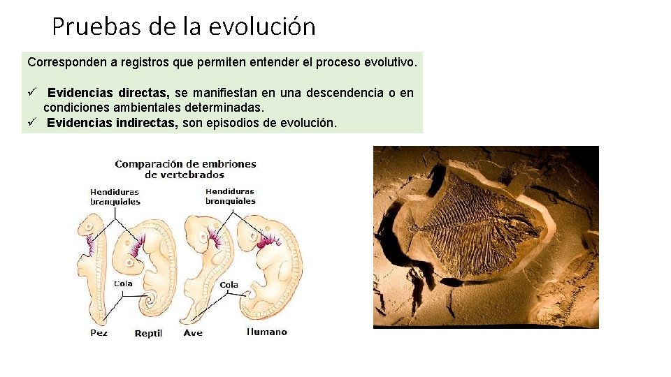 Pruebas de la evolución Corresponden a registros que permiten entender el proceso evolutivo. ü