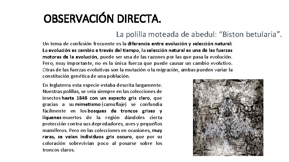 OBSERVACIÓN DIRECTA. La polilla moteada de abedul: “Biston betularia”. Un tema de confusión frecuente