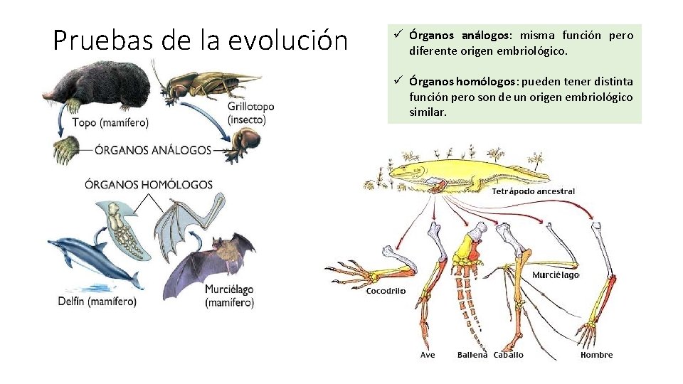 Pruebas de la evolución ü Órganos análogos: misma función pero diferente origen embriológico. ü