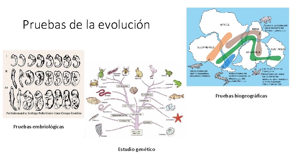 Pruebas de la evolución Pruebas biogeográficas Pruebas embriológicas Estudio genético 