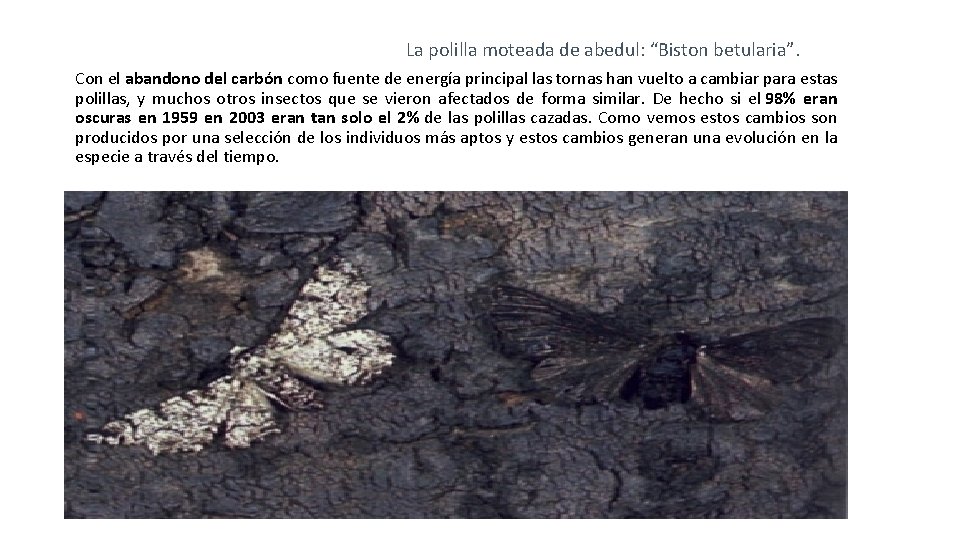 La polilla moteada de abedul: “Biston betularia”. Con el abandono del carbón como fuente