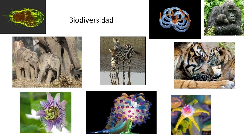 Biodiversidad 