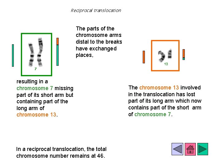 Reciprocal translocation The parts of the chromosome arms distal to the breaks have exchanged