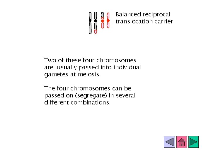 Balanced reciprocal translocation carrier Two of these four chromosomes are usually passed into individual