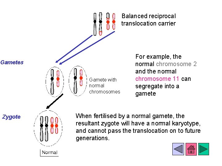 Balanced reciprocal translocation carrier Gametes Gamete with normal chromosomes Zygote For example, the normal