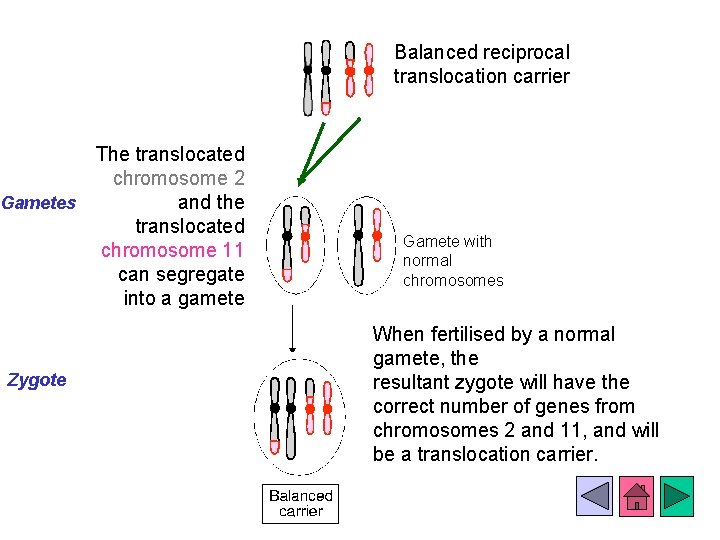 Balanced reciprocal translocation carrier The translocated chromosome 2 Gametes and the translocated chromosome 11