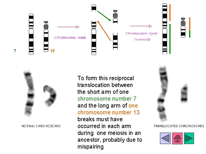 7 13 To form this reciprocal translocation between the short arm of one chromosome