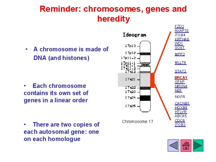 Reminder: chromosomes, genes and heredity FZD 2 AKAP 10 ITGB 4 KRTHA 8 WD