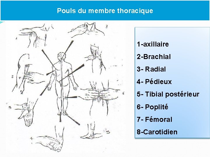 Pouls du membre thoracique 1 -axillaire 2 -Brachial 3 - Radial 4 - Pédieux