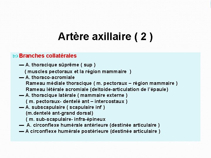 Artère axillaire ( 2 ) Branches collatérales ▬ A. thoracique sûprême ( sup )