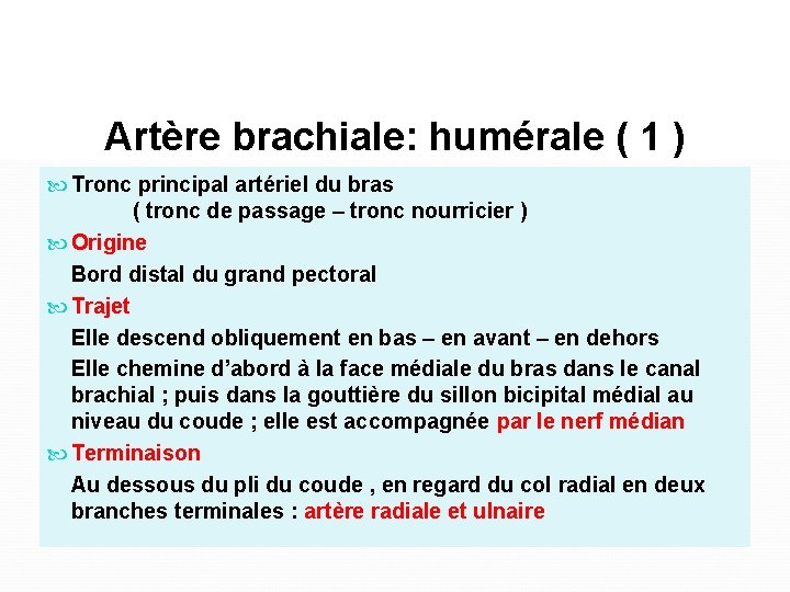 Artère brachiale: humérale ( 1 ) Tronc principal artériel du bras ( tronc de