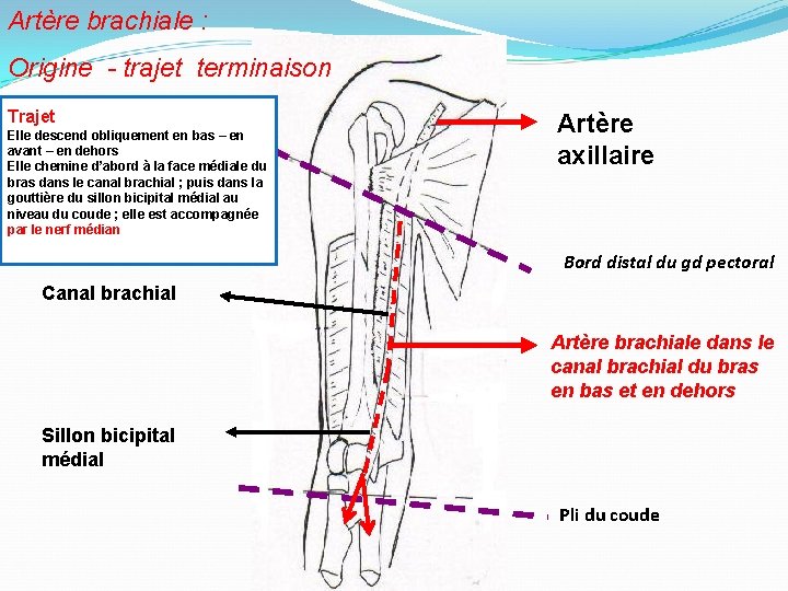 Artère brachiale : Origine - trajet terminaison Trajet Elle descend obliquement en bas –