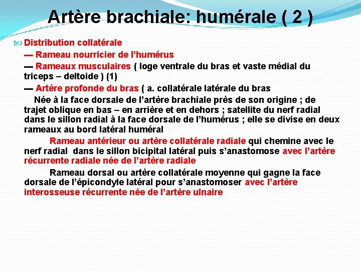 Artère brachiale: humérale ( 2 ) Distribution collatérale ▬ Rameau nourricier de l’humérus ▬