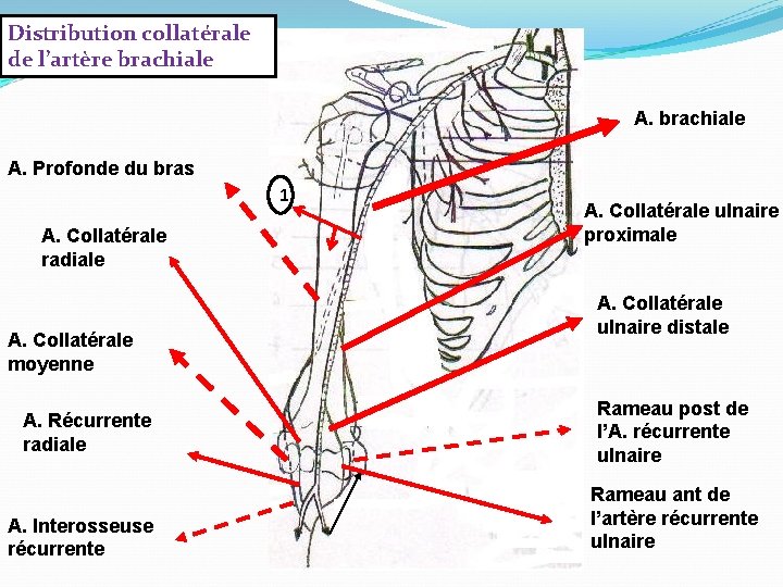 Distribution collatérale de l’artère brachiale A. Profonde du bras 1 A. Collatérale radiale A.