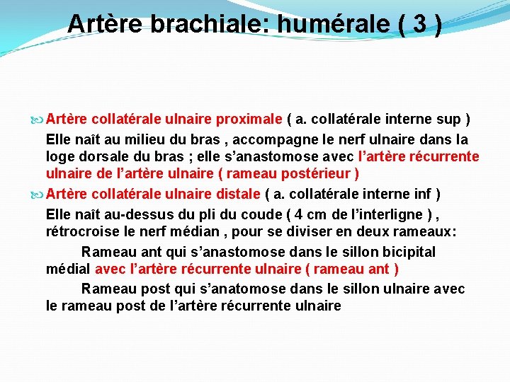 Artère brachiale: humérale ( 3 ) Artère collatérale ulnaire proximale ( a. collatérale interne