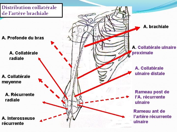 Distribution collatérale de l’artère brachiale A. Profonde du bras A. Collatérale radiale A. Collatérale