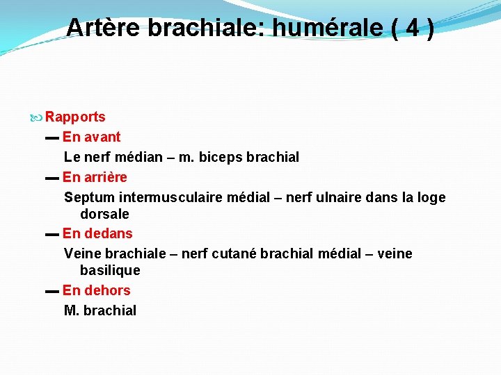 Artère brachiale: humérale ( 4 ) Rapports ▬ En avant Le nerf médian –