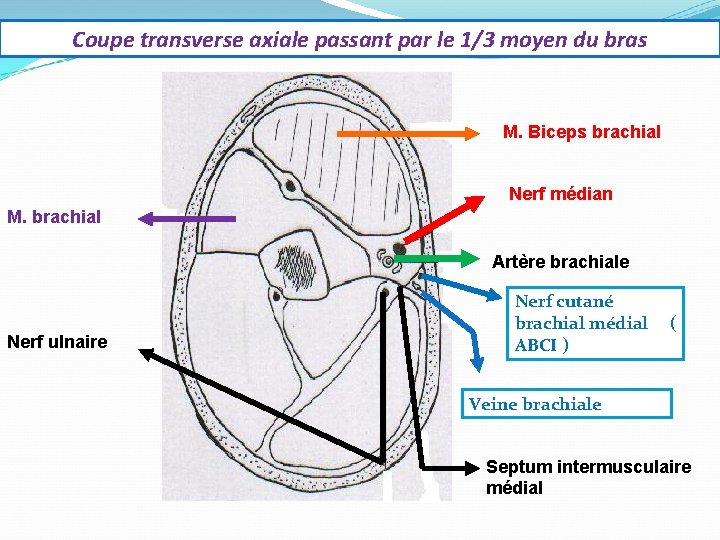 Coupe transverse axiale passant par le 1/3 moyen du bras M. Biceps brachial Nerf