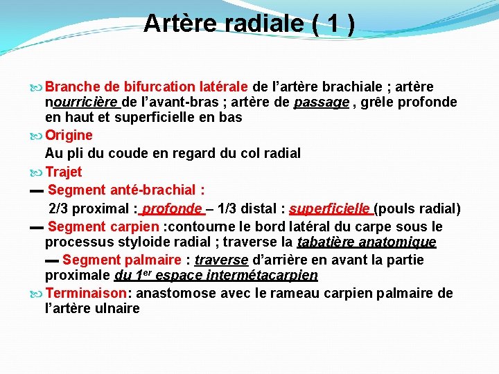 Artère radiale ( 1 ) Branche de bifurcation latérale de l’artère brachiale ; artère