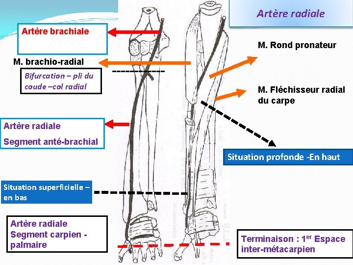 Artère radiale Artère brachiale M. Rond pronateur M. brachio-radial Bifurcation – pli du coude
