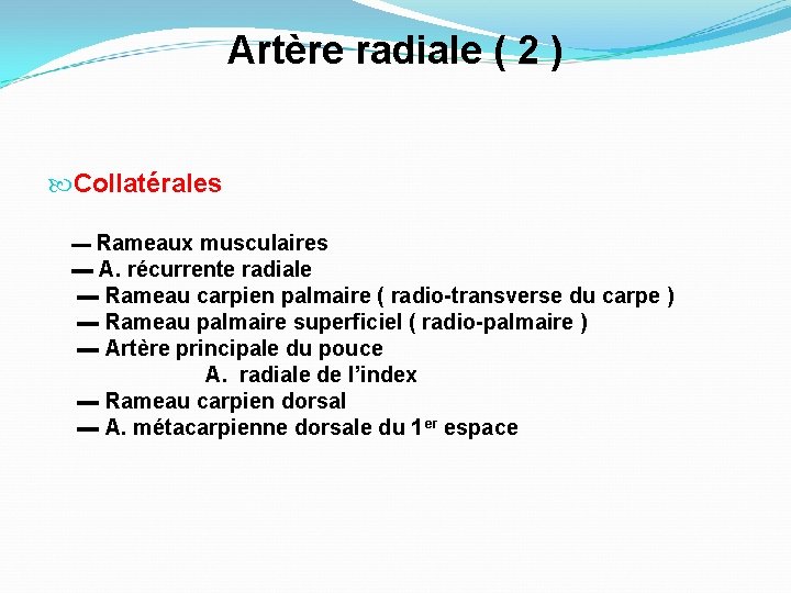 Artère radiale ( 2 ) Collatérales ▬ Rameaux musculaires ▬ A. récurrente radiale ▬