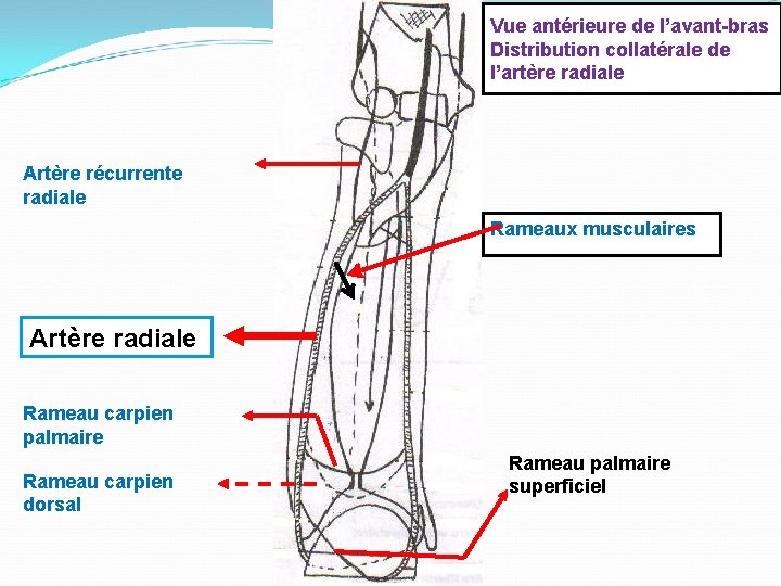 Vue antérieure de l’avant-bras Distribution collatérale de l’artère radiale Artère récurrente radiale Rameaux musculaires