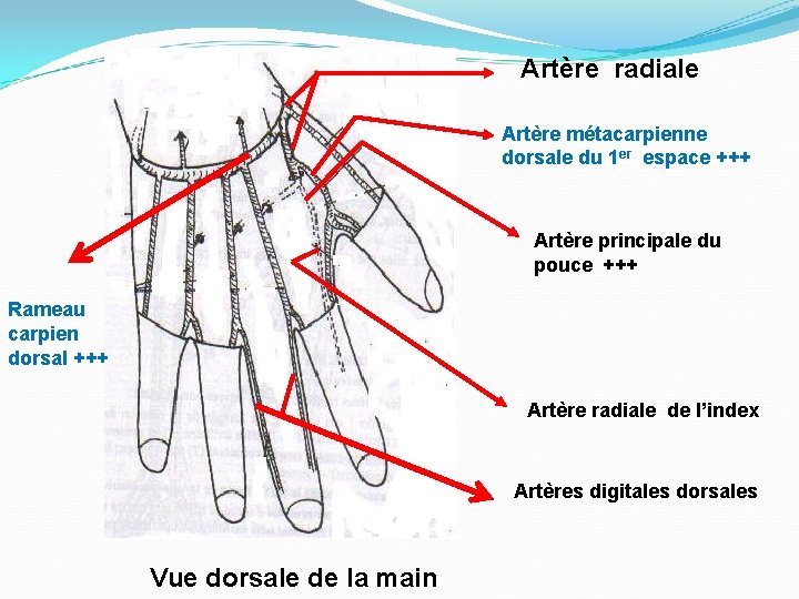 Artère radiale Artère métacarpienne dorsale du 1 er espace +++ Artère principale du pouce