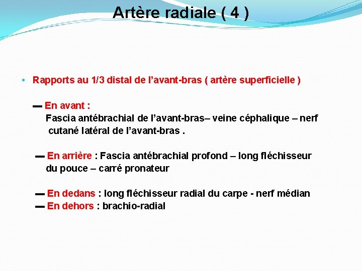Artère radiale ( 4 ) • Rapports au 1/3 distal de l’avant-bras ( artère
