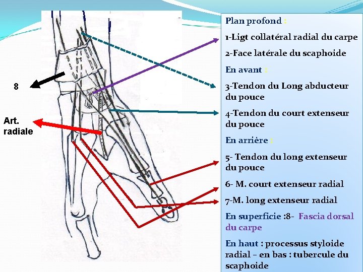 Plan profond : 1 -Ligt collatéral radial du carpe 2 -Face latérale du scaphoide