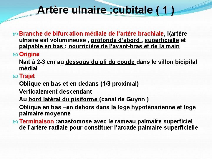 Artère ulnaire : cubitale ( 1 ) Branche de bifurcation médiale de l’artère brachiale,