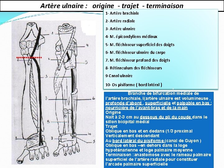 Artère ulnaire : origine - trajet - terminaison 1 - Artère brachiale 2 -