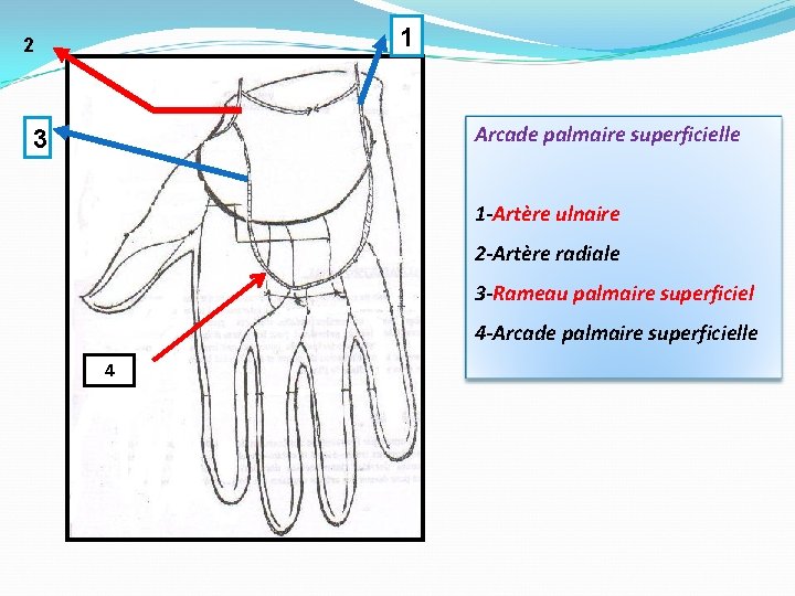 1 2 Arcade palmaire superficielle 3 1 -Artère ulnaire 2 -Artère radiale 3 -Rameau