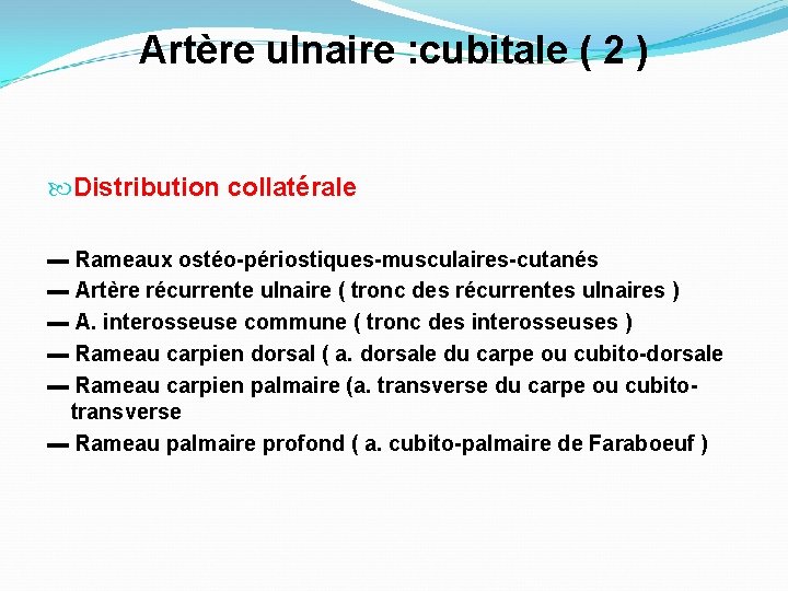 Artère ulnaire : cubitale ( 2 ) Distribution collatérale ▬ Rameaux ostéo-périostiques-musculaires-cutanés ▬ Artère