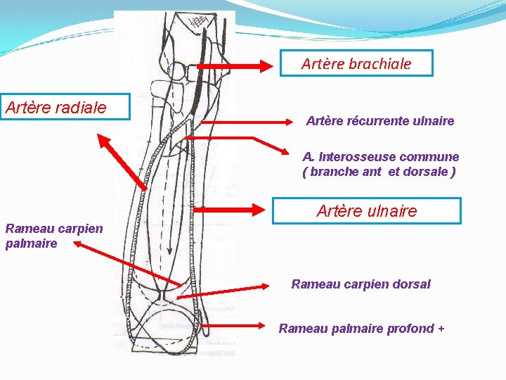 Artère brachiale Artère radiale Artère récurrente ulnaire A. Interosseuse commune ( branche ant et
