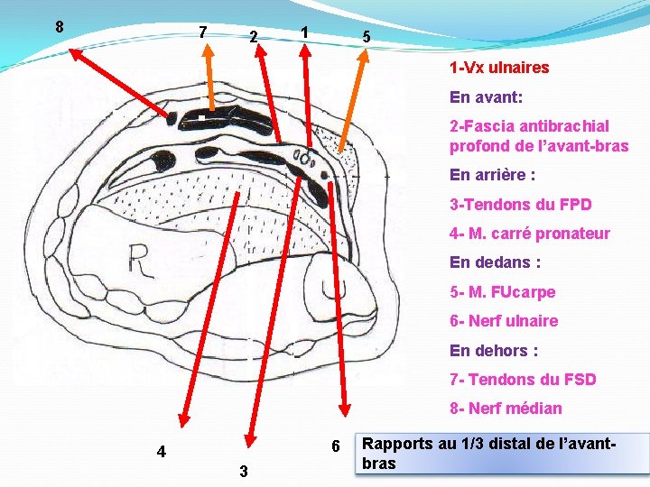 8 7 2 1 5 1 -Vx ulnaires En avant: 2 -Fascia antibrachial profond